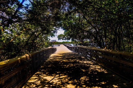 mangrove forest bridgeの写真素材