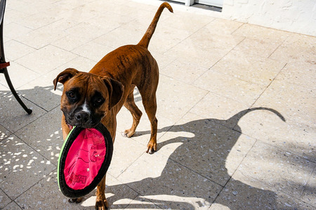 Brindle boxer dog holds flying disc in mouthの写真素材