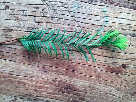 pine needles on a wood background