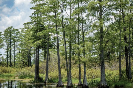 white bird with yellow beak flaps wings midair while flyingの写真素材