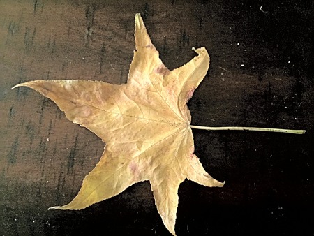 fall leaf on wooden background