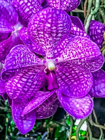 purple orchid with white details