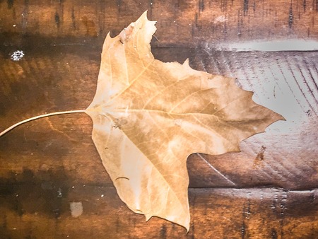 brown fall leaf on a wood backgroundの写真素材