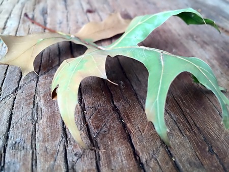 fall leaf changing colors on top of a rustic wood background