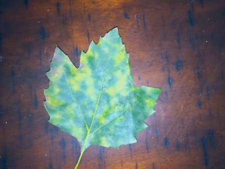 fall leaf on wooden background