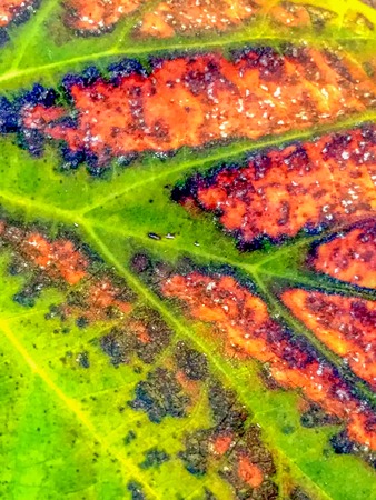 macro of a fall leaf with green and red colors