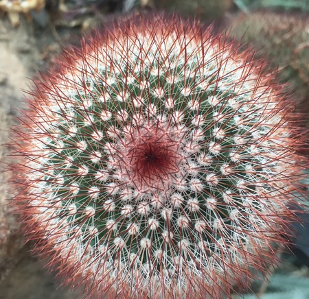 mammillaria spinossima cactus