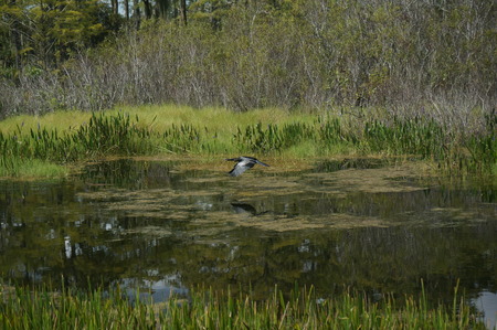 anhinga (snakebird) flying in marshの写真素材