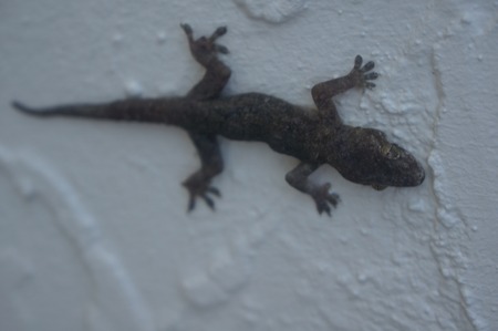 lizard climbing on a white wallの写真素材