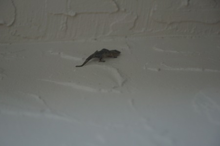 lizard climbing on a white wallの写真素材
