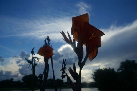 orange gladiolas in the sunsetの写真素材