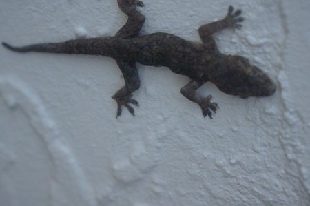 lizard climbing on a white wallの写真素材
