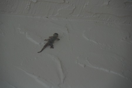 lizard climbing on a white wallの写真素材