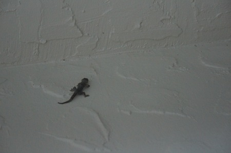 lizard climbing on a white wallの写真素材
