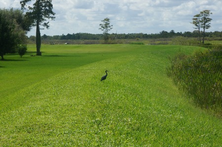 small black bird standing in the swampの写真素材