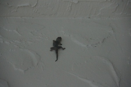 lizard climbing on a white wallの写真素材