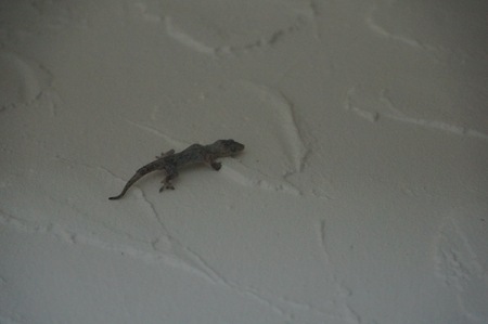 lizard climbing on a white wallの写真素材
