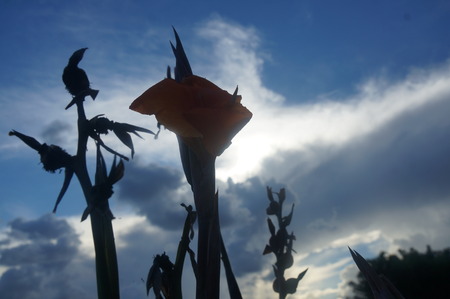 orange gladiolas in the sunsetの写真素材