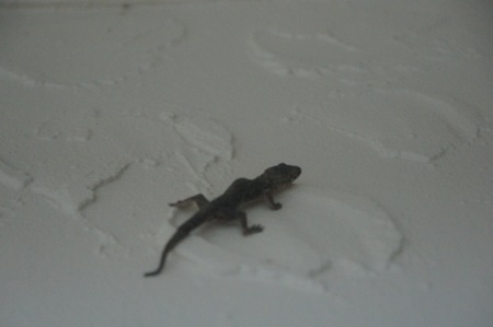 lizard climbing on a white wallの写真素材