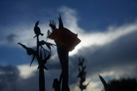 orange gladiolas in the sunsetの写真素材