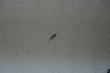 lizard climbing on a white wallの写真素材