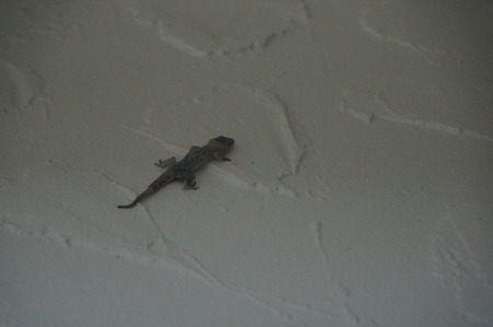 lizard climbing on a white wallの写真素材