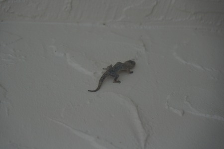 lizard climbing on a white wallの写真素材