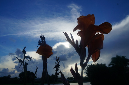 orange gladiolas in the sunsetの写真素材