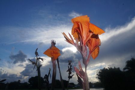orange gladiolas in the sunsetの写真素材