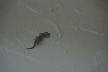 lizard climbing on a white wallの写真素材