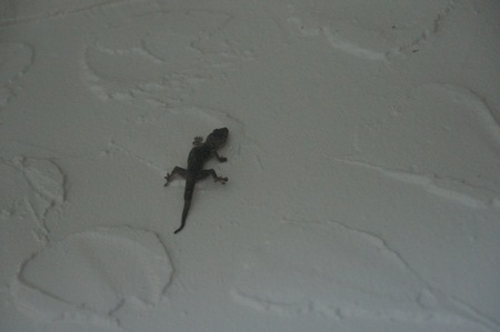 lizard climbing on a white wallの写真素材