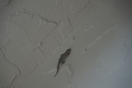 lizard climbing on a white wallの写真素材