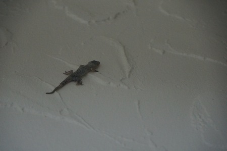 lizard climbing on a white wallの写真素材