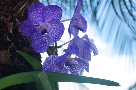 purple and white orchidの写真素材
