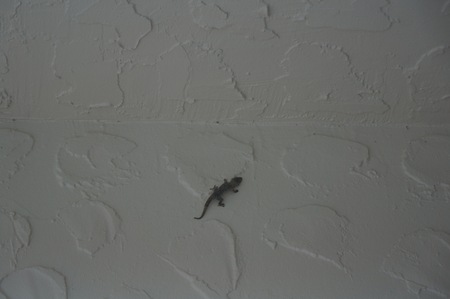 lizard climbing on a white wallの写真素材
