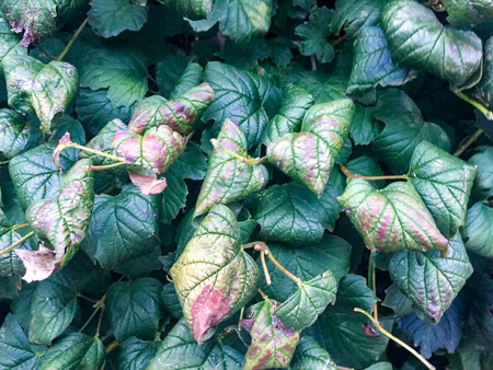 green leaves in the shape of hearts turning brownの写真素材