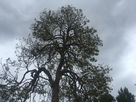 spooky tree against dreary skyの写真素材