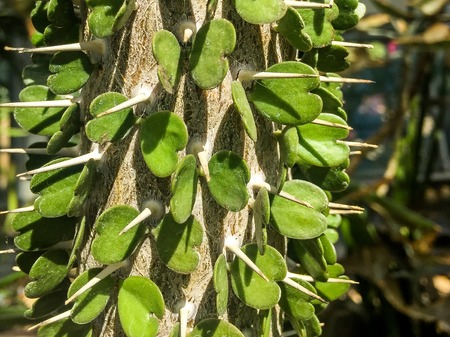 rare cactus with heart shaped spikesの写真素材