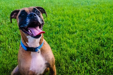 silly dog playing in the grass