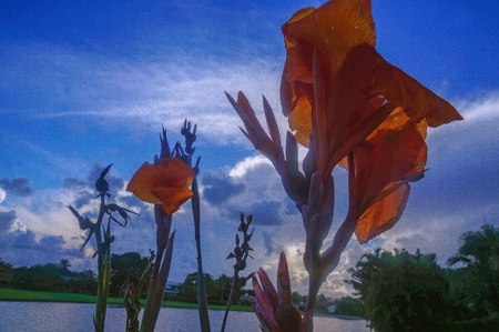 orange tropical flower with blue backgroundの写真素材
