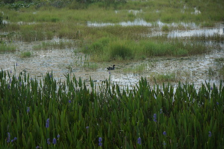 swamp land with birds and waterfowlの写真素材