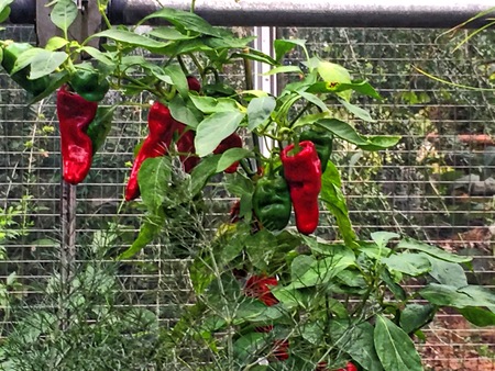 red peppers growing in the gardenの写真素材