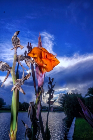 orange tropical flower with blue backgroundの写真素材