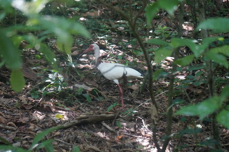 white bird with orange beak and legs in a jungleの写真素材