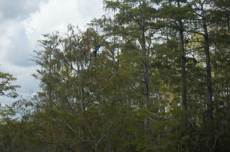 swamp land with birds and waterfowlの写真素材