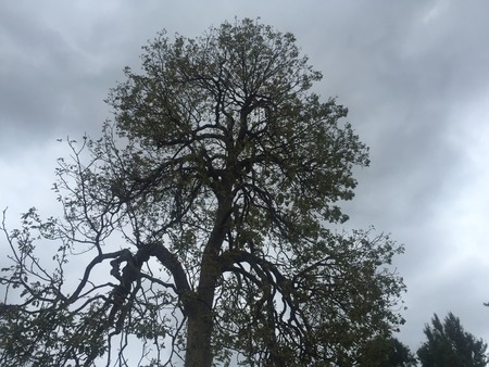 spooky tree against dreary skyの写真素材