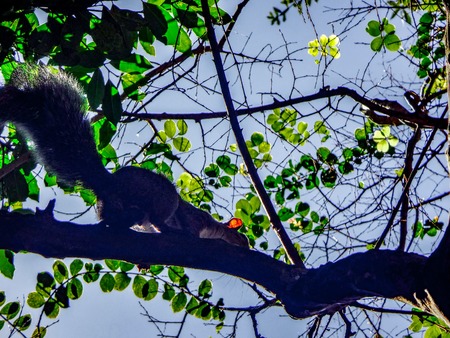 looking up at a squirrel on a branchの写真素材