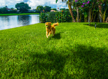 purebred golden retriever dog plays with tennis ballの写真素材