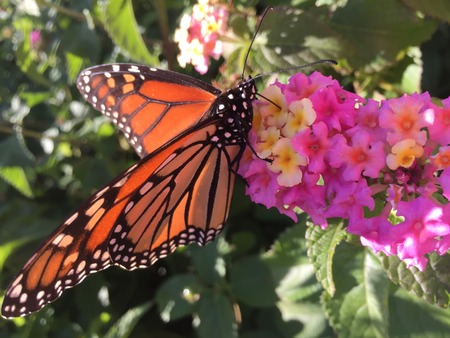 orange, black and white butterfly on pink flowers
