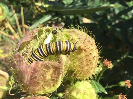 caterpillar with white black and yellow stripes on a plantの写真素材